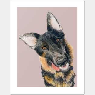 Colour pencil portrait german shepherd dog GSD Posters and Art